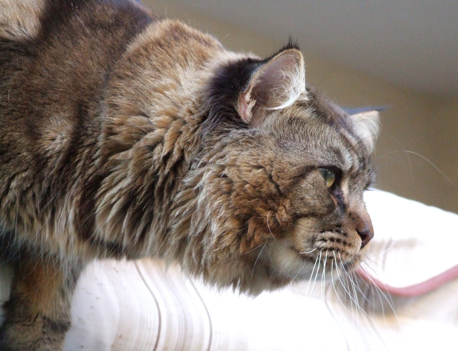 The Water Obsession (image credits: wikimedia)