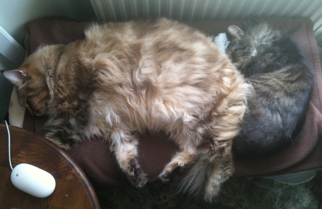 Sleeping in Odd Places (image credits: wikimedia)