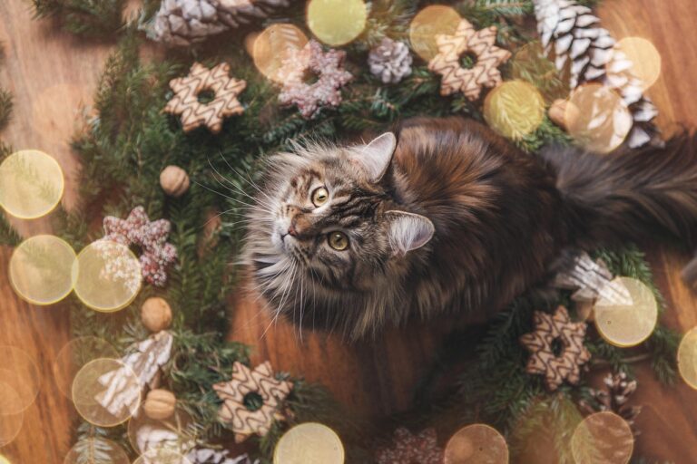 10 Quirky Habits of A Maine Coon Cat