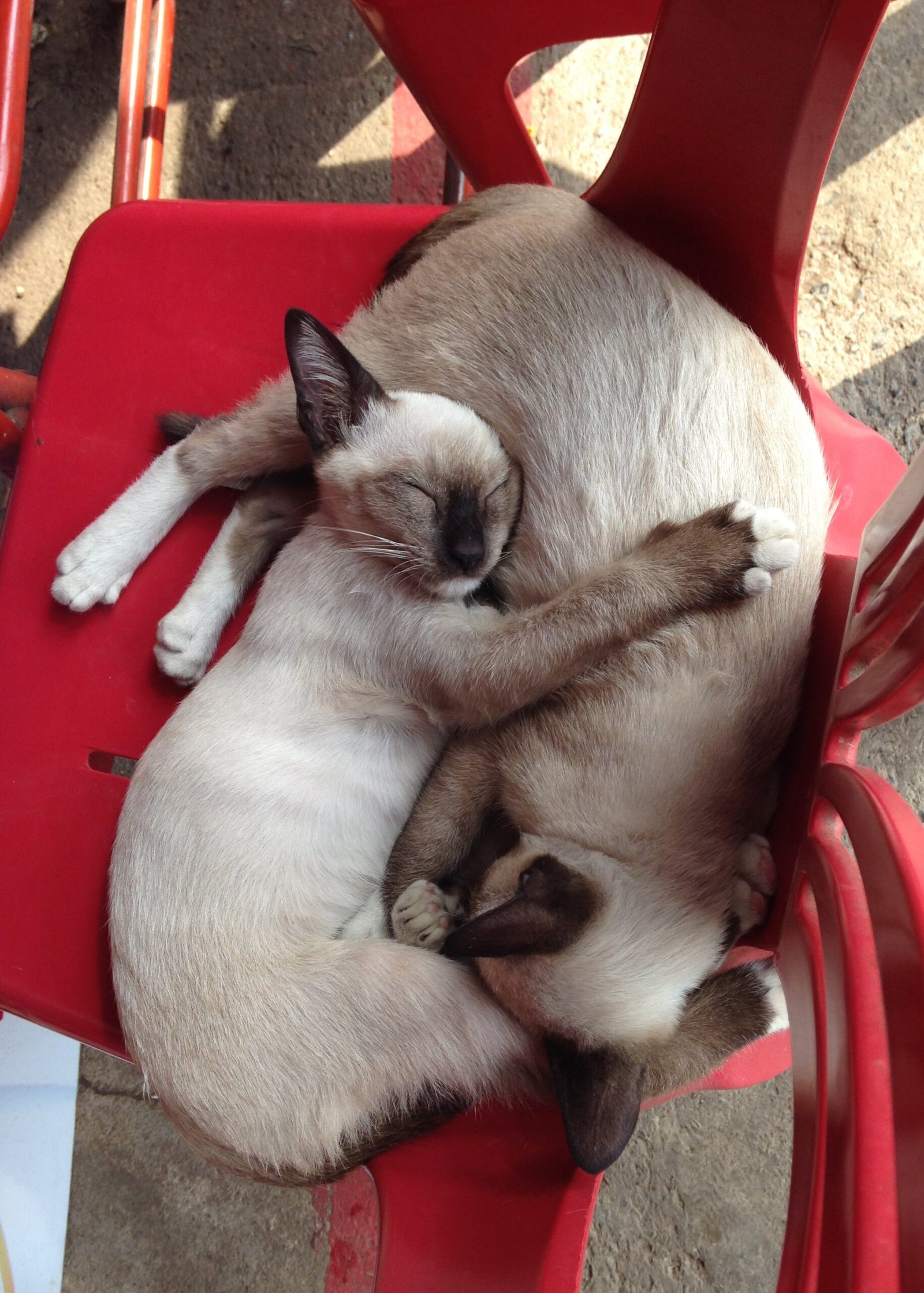 Offer Gentle Physical Affection (image credits: wikimedia)