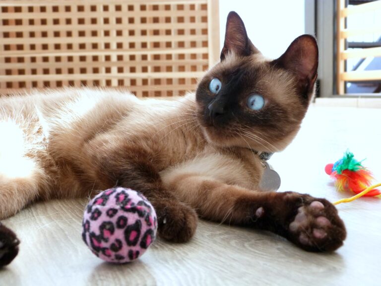 10 Ways To Bond With a Siamese Cat