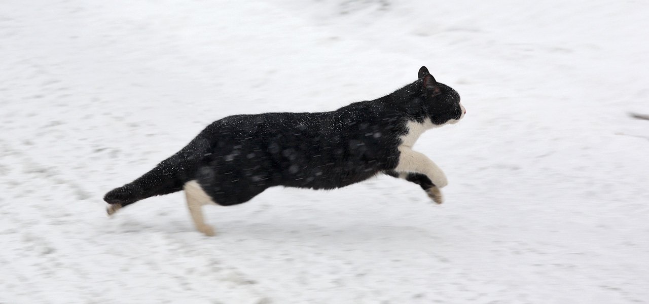 Ignoring Excessive Nighttime Zoomies (image credits: wikimedia)
