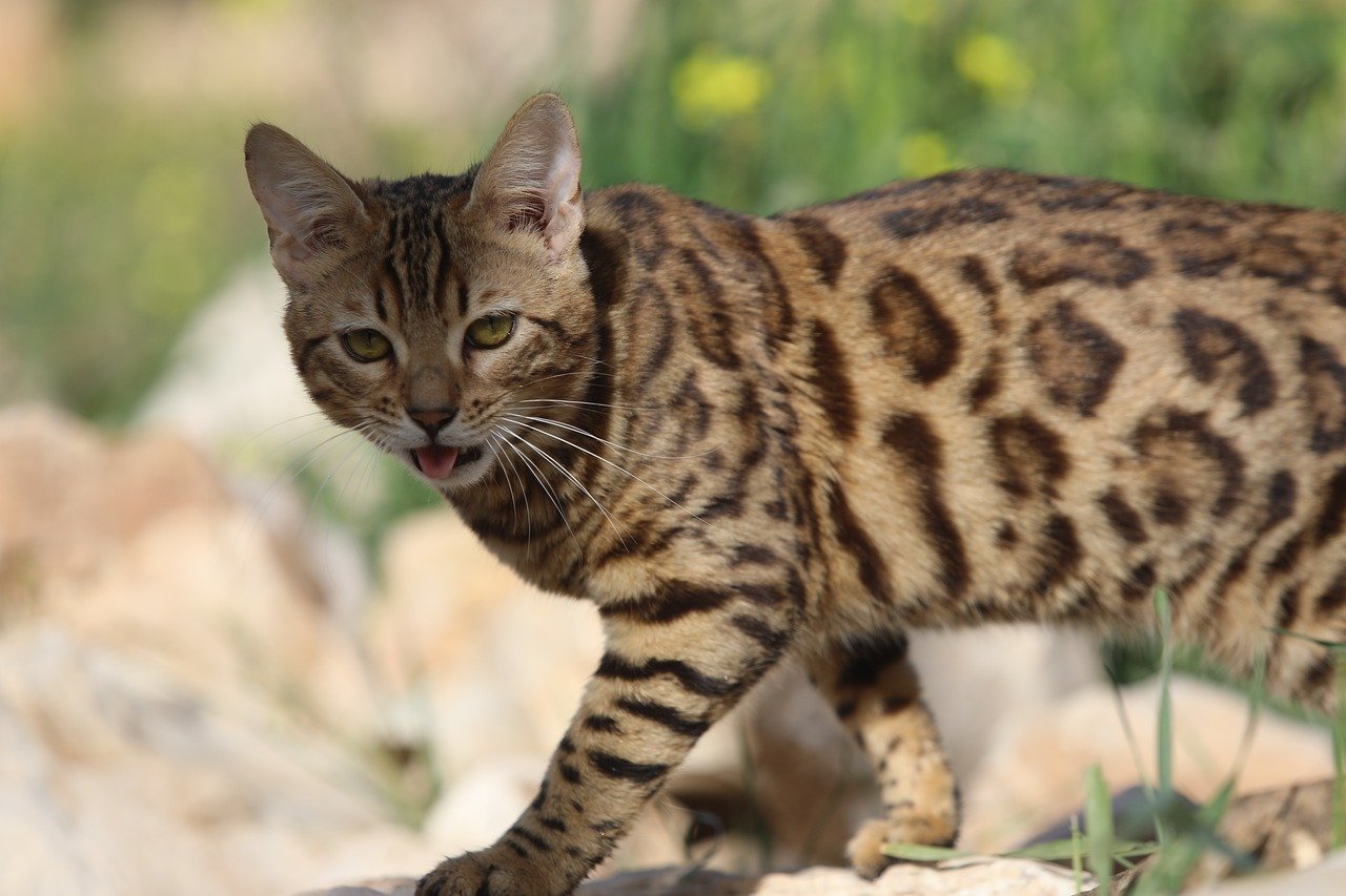 Ignoring Demanding Meows for Food (image credits: pixabay)
