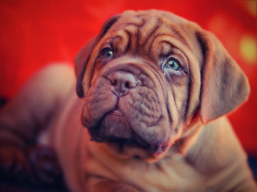 French Bulldog (image credits: rawpixel)