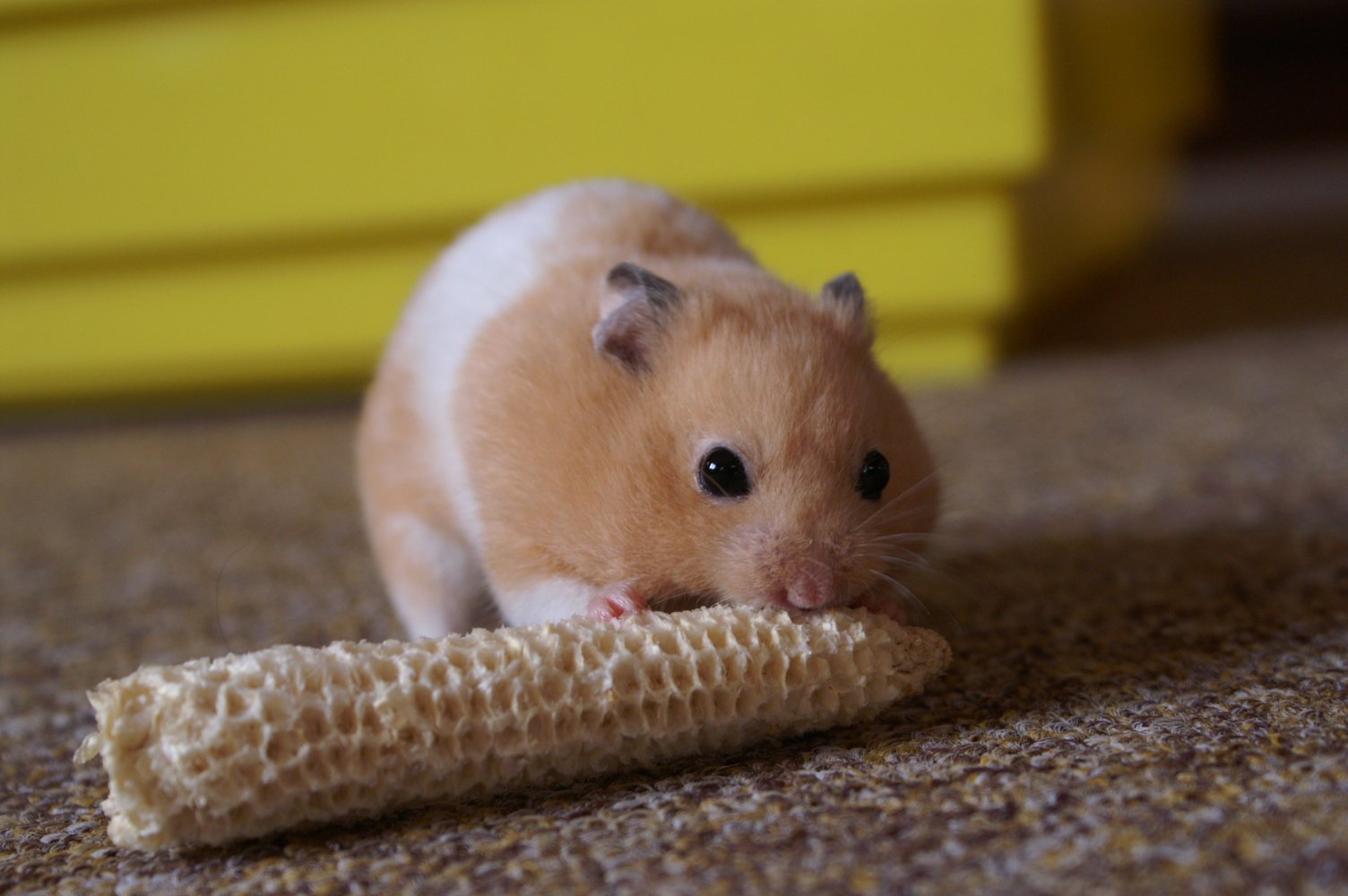Syrian Hamster: The Classic Favorite (image credits: wikimedia)