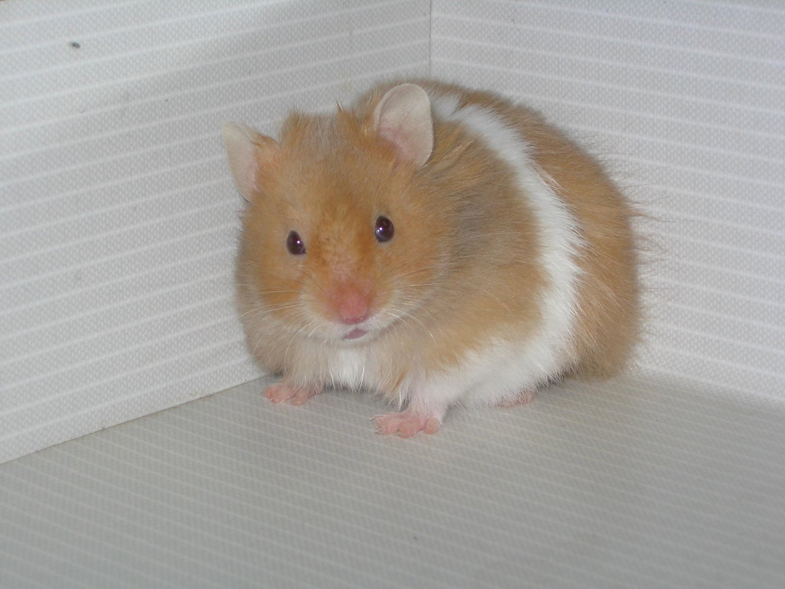 Syrian Hamster: Personality and Temperament (image credits: wikimedia)