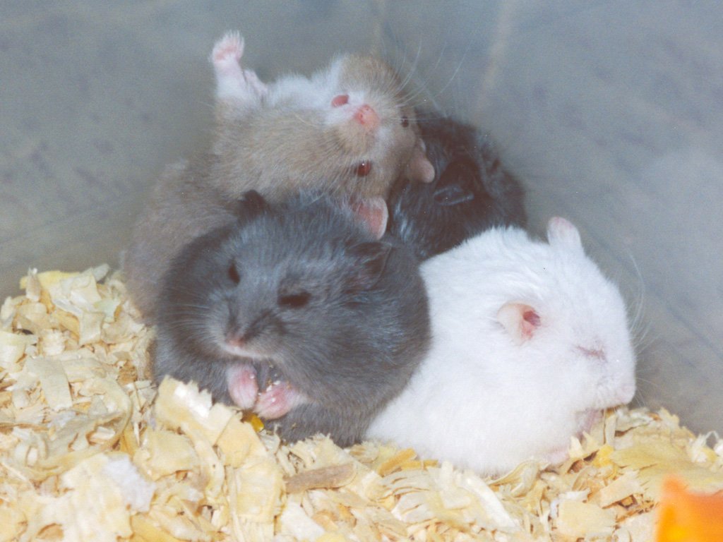 Dwarf Campbell’s Russian Hamster: The Social Butterfly (image credits: wikimedia)