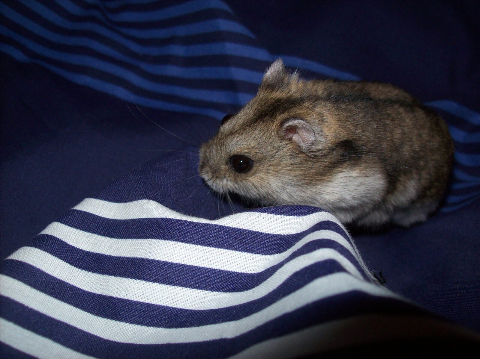Dwarf Campbell’s Russian Hamster: Unique Behavior Traits (image credits: wikimedia)