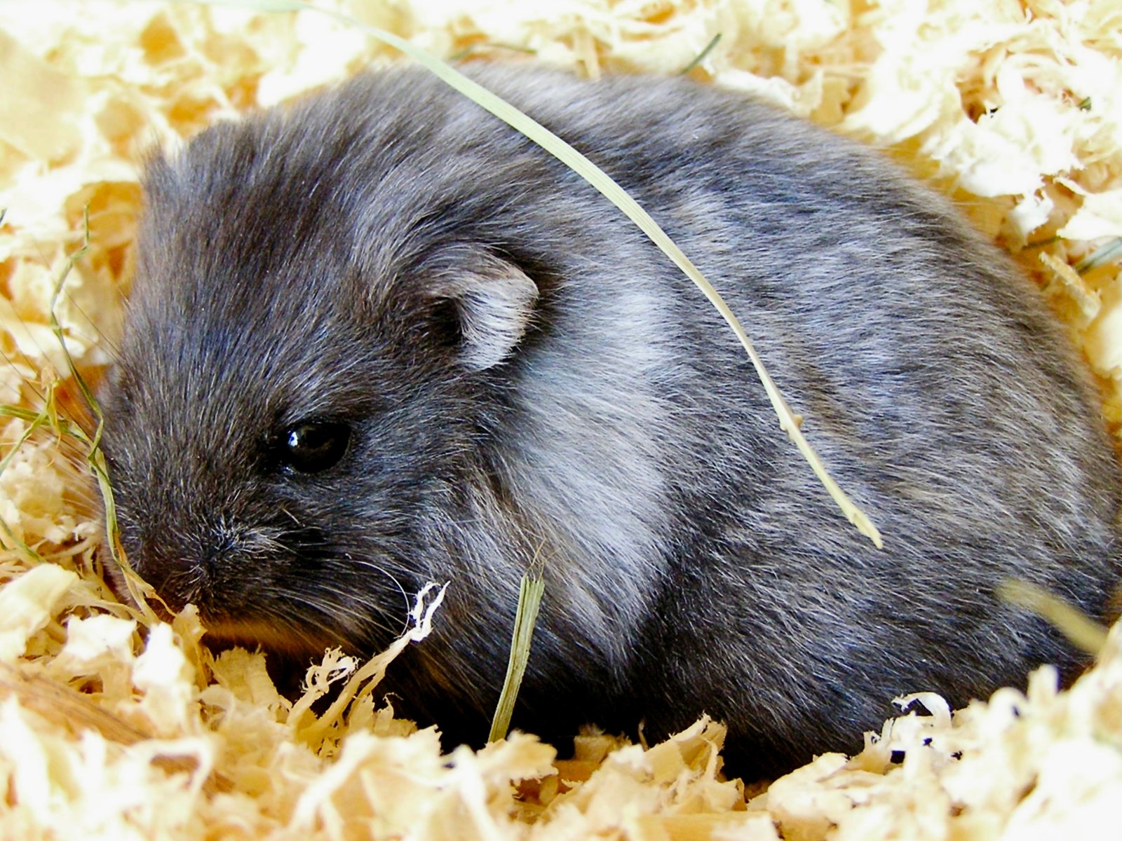 Dwarf Campbell’s Russian Hamster: Best Housing and Care (image credits: wikimedia)