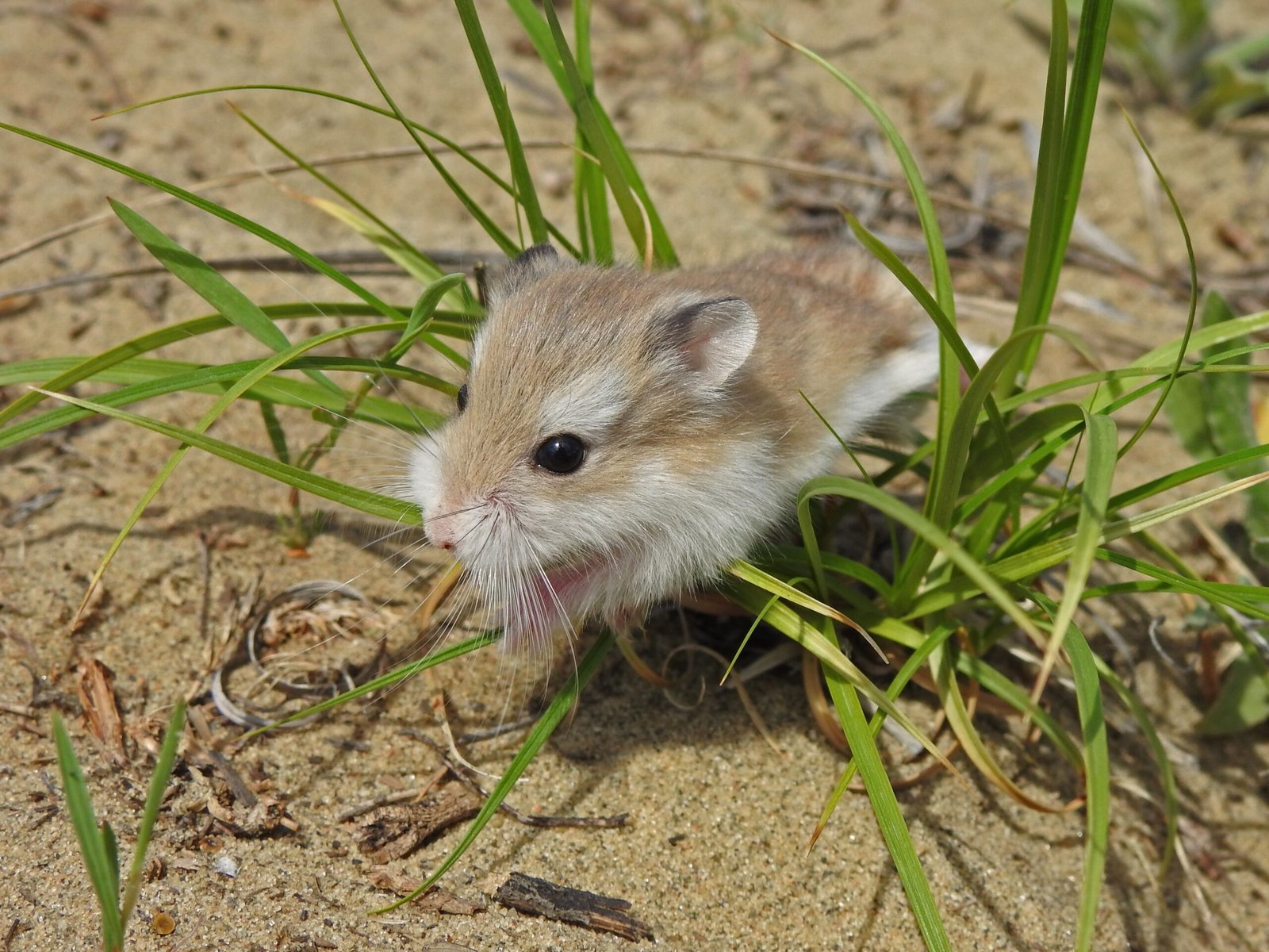 Roborovski Dwarf Hamster: The Speed Demon (image credits: wikimedia)