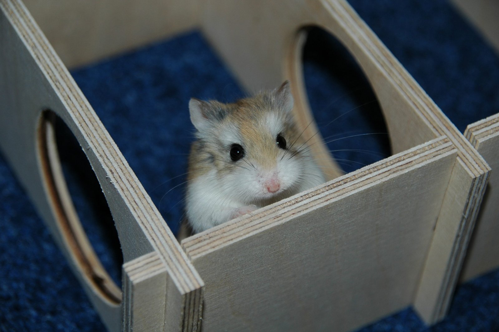 Roborovski Dwarf Hamster: Setup and Daily Needs (image credits: wikimedia)