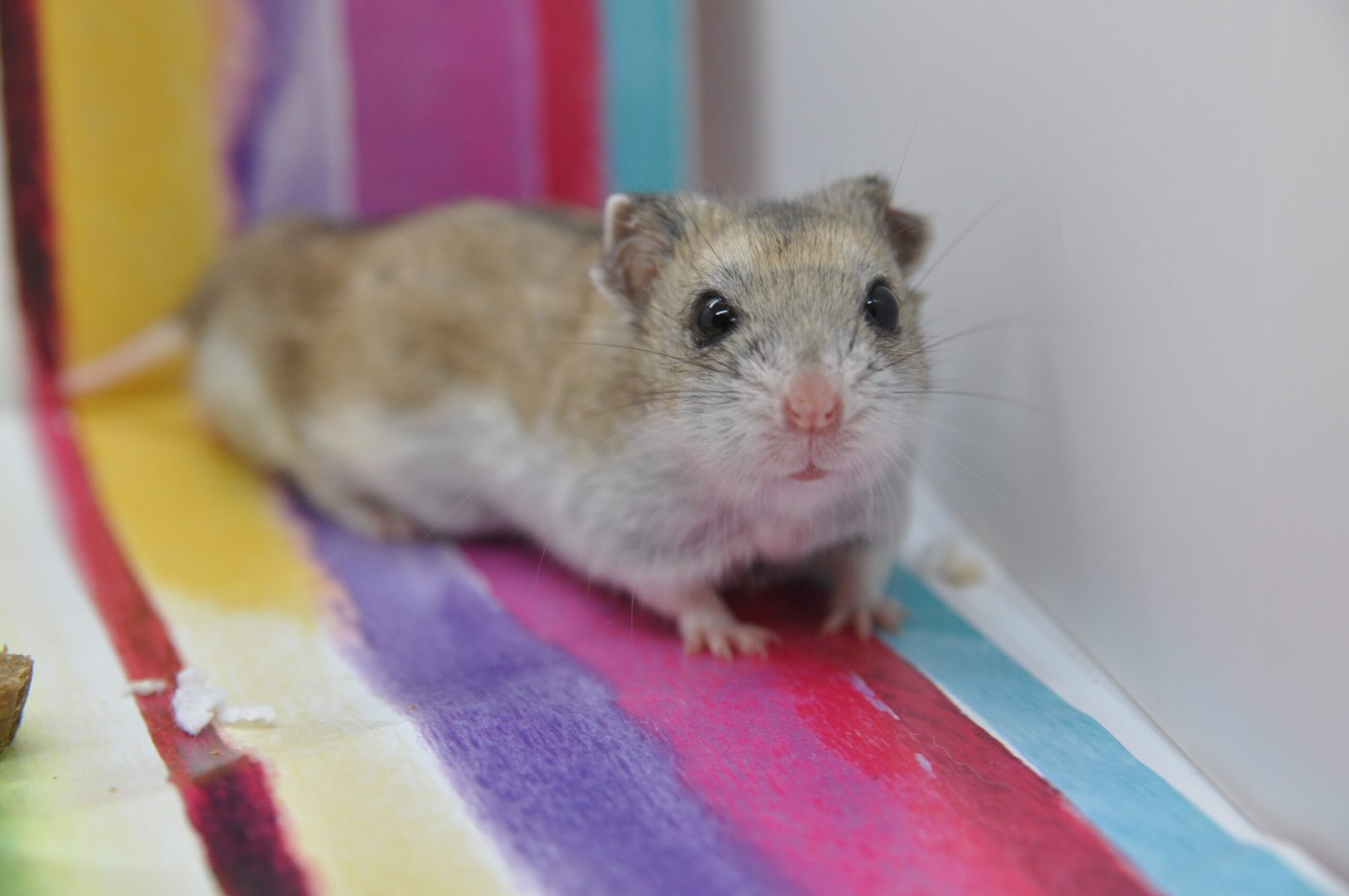 Chinese Hamster: The Long-Tailed Wonder (image credits: wikimedia)