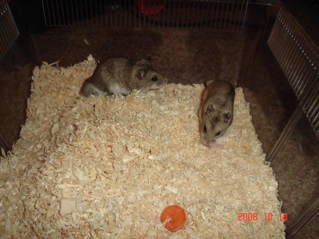 Chinese Hamster: Distinctive Traits and Temperament (image credits: wikimedia)