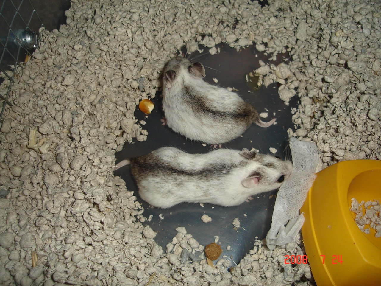 Chinese Hamster: Housing and Care Essentials (image credits: wikimedia)