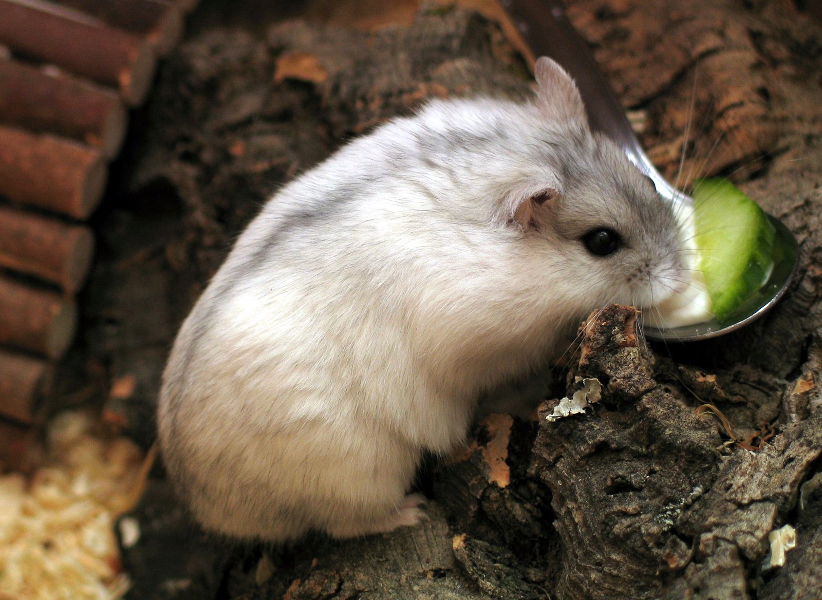 Winter White Dwarf Hamster: The Color-Changer (image credits: wikimedia)