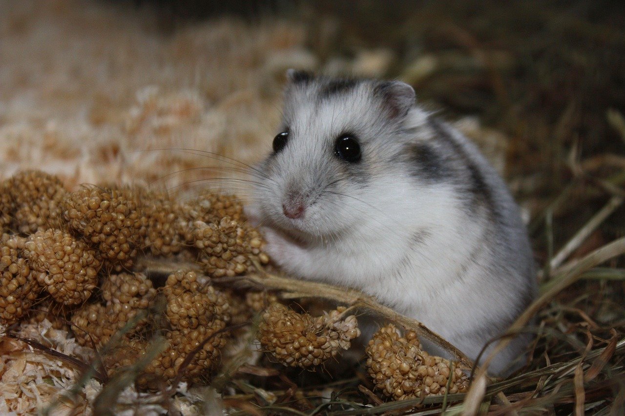 Winter White Dwarf Hamster: Personality and Relationships (image credits: pixabay)