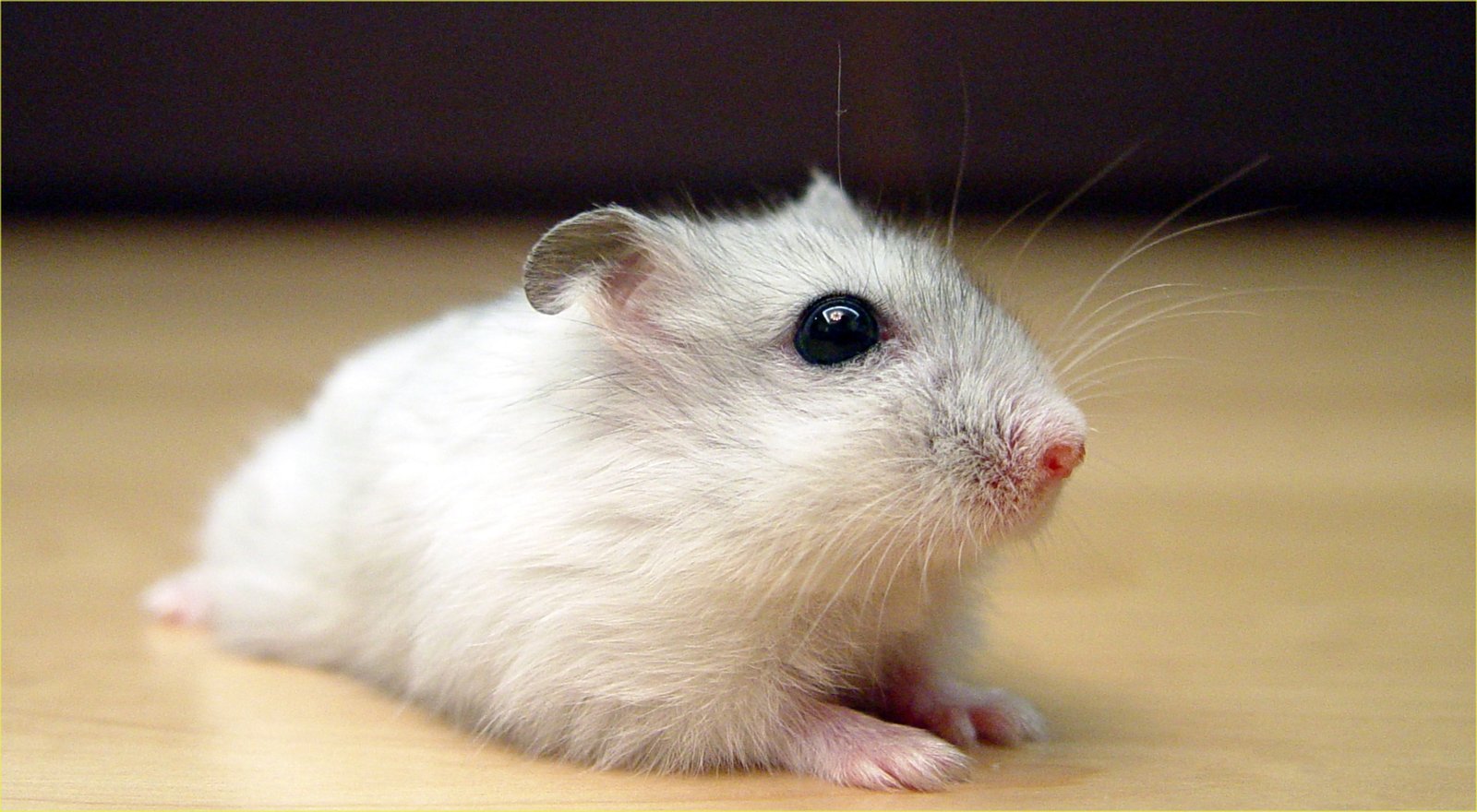 Winter White Dwarf Hamster: Environment and Daily Care (image credits: wikimedia)