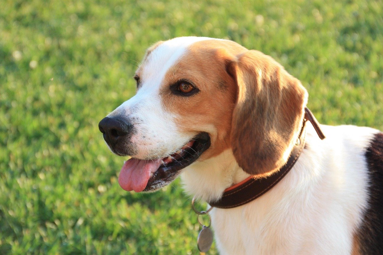 Beagle (image credits: pixabay)