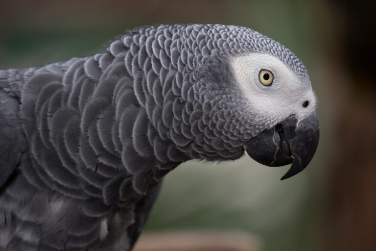 10 Pros and Cons of Free-Flying Your Parrot Outdoors