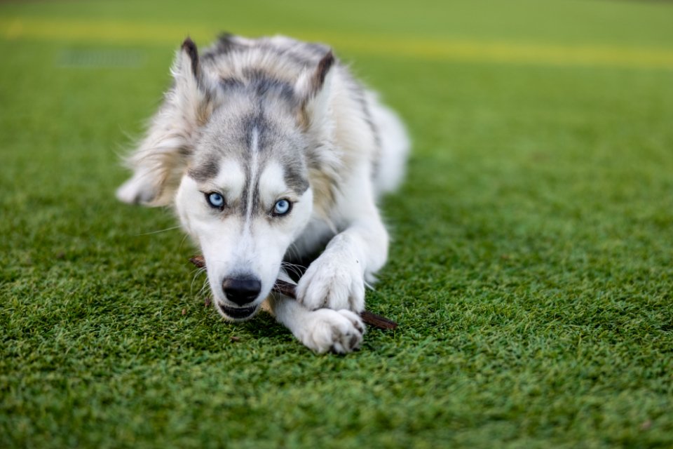 Destructive Chewing (image credits: stocksnap)