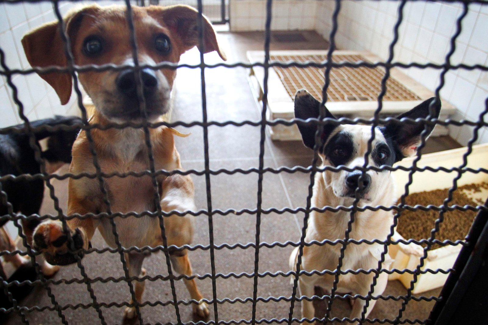 Rescue and Adoption: Giving a Home to Dogs in Need (image credits: wikimedia)
