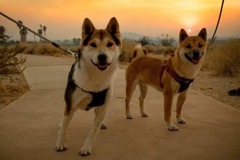Should You Get a Second Dog? The Pros and Cons of Multi-Pet Homes in Arizona’s Heat