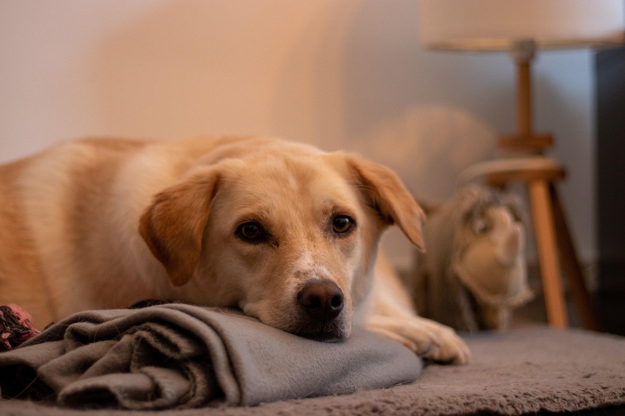 Coping With Anxiety or Boredom (image credits: pixabay)