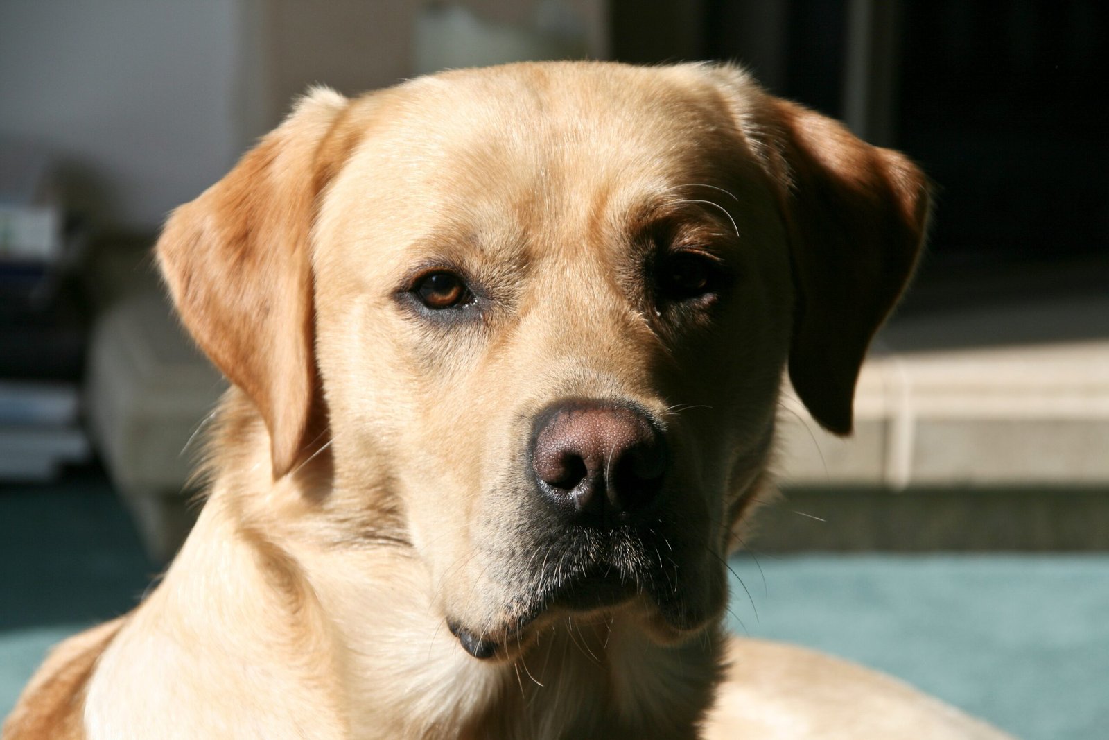Learning From Human Behavior (image credits: wikimedia)