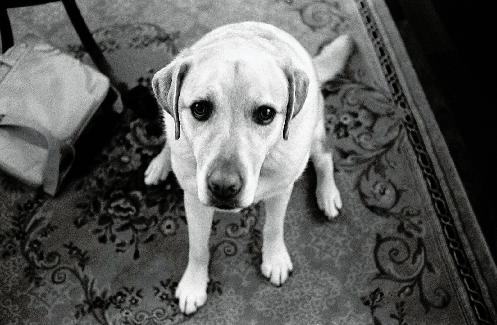 Pavlov’s Dogs: The Power of Conditioning (image credits: wikimedia)