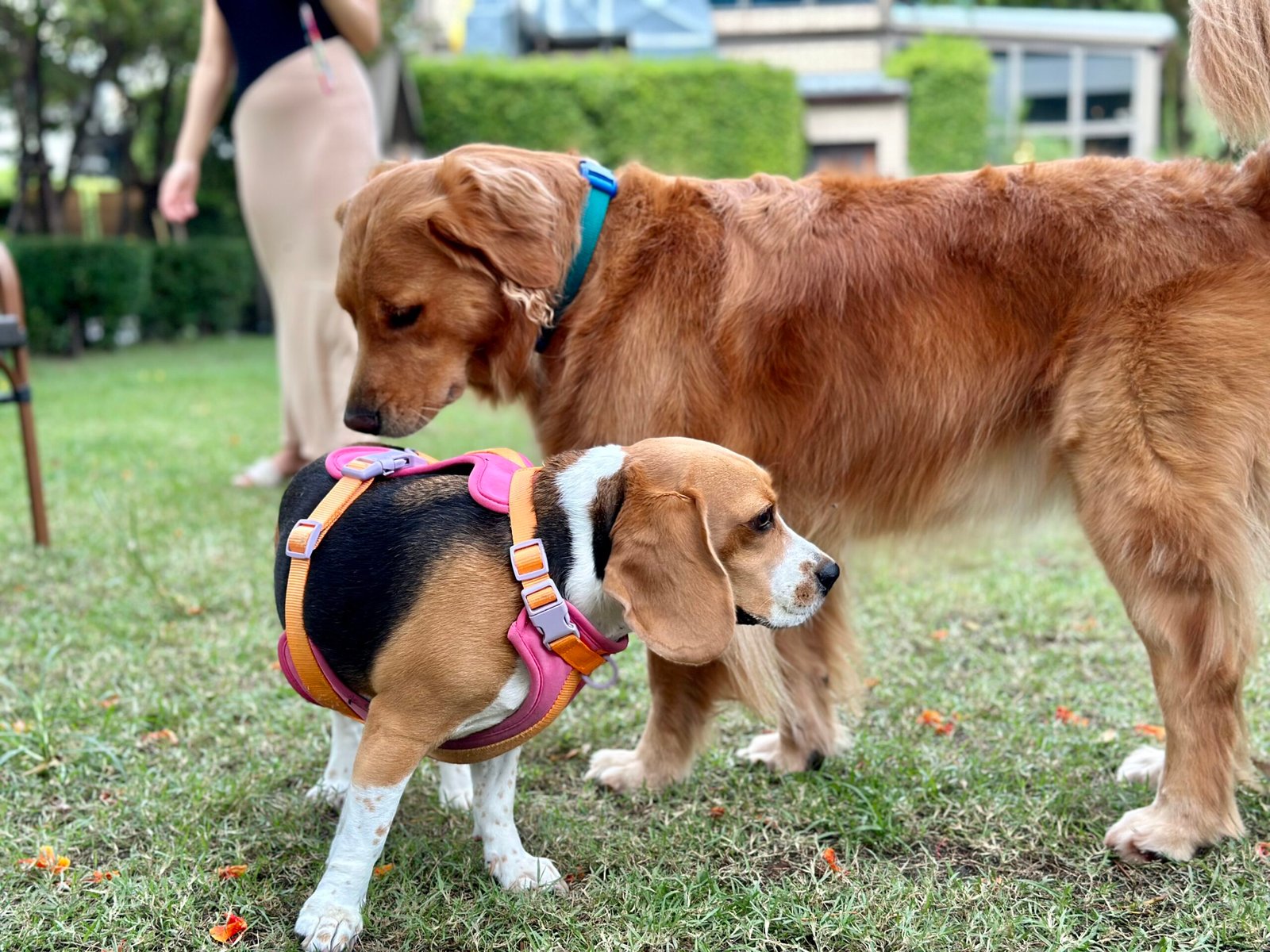 Golden Retriever (image credits: wikimedia)