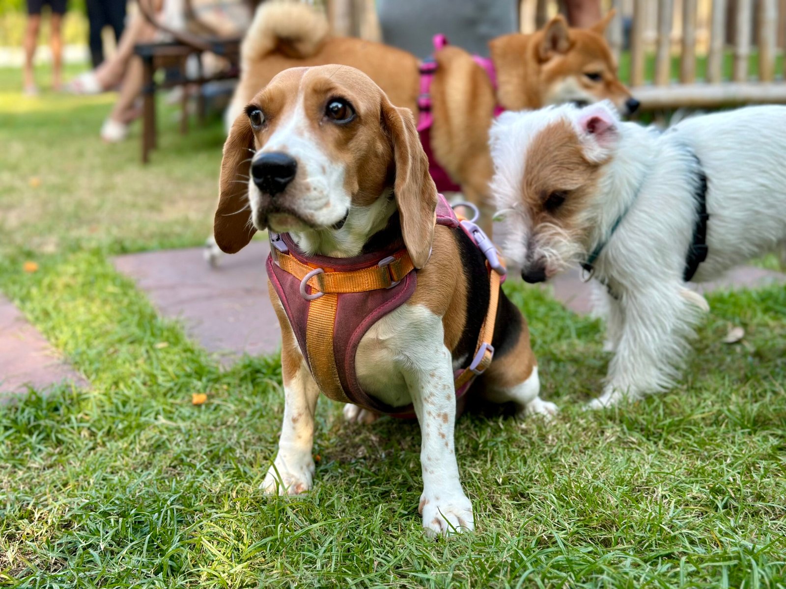 Beagle (image credits: wikimedia)