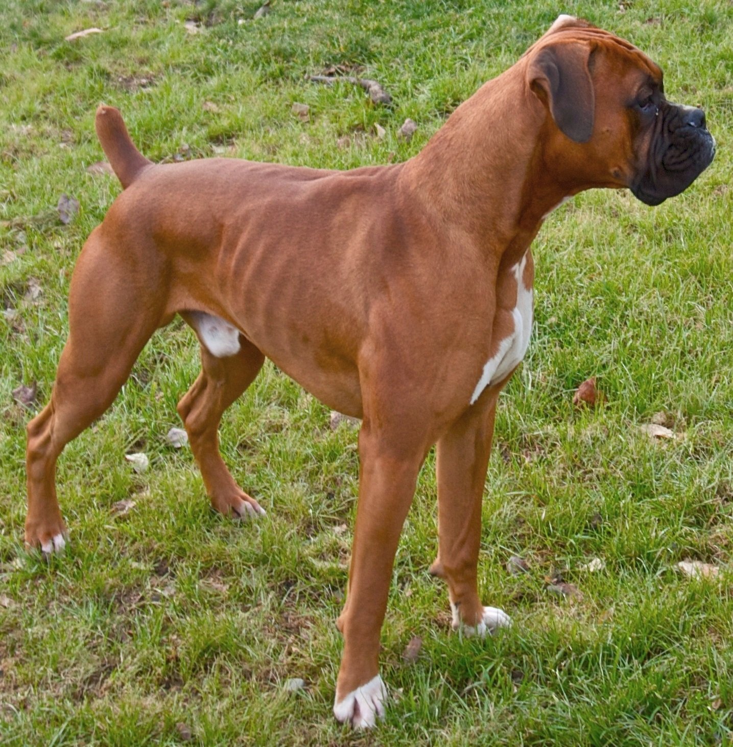 Boxer (image credits: wikimedia)