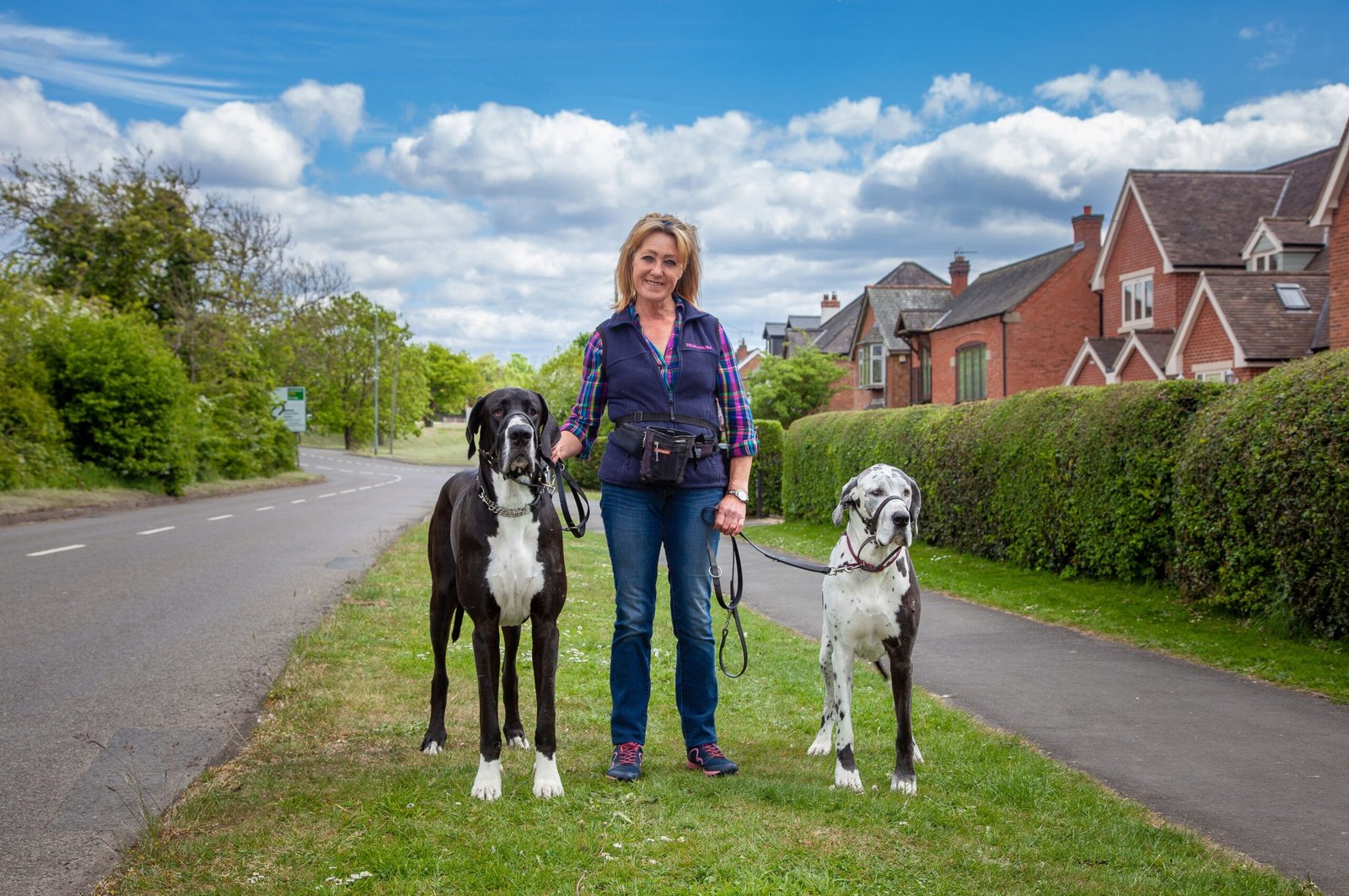 Great Dane (image credits: wikimedia)