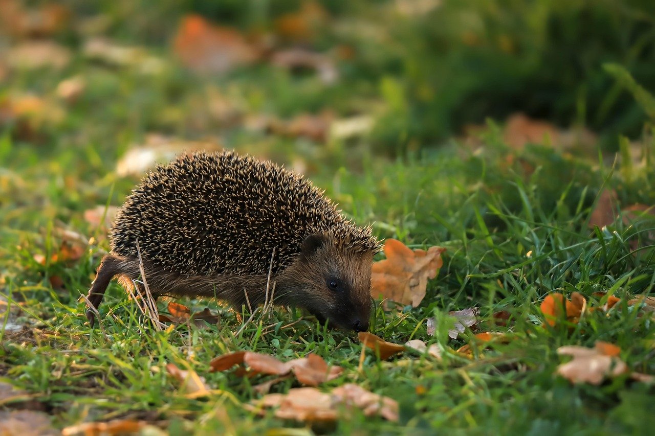 Understanding a Hedgehog’s Natural Diet (image credits: pixabay)