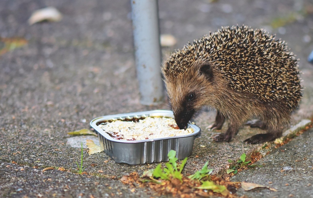 Choosing the Right Commercial Hedgehog Food (image credits: pixabay)