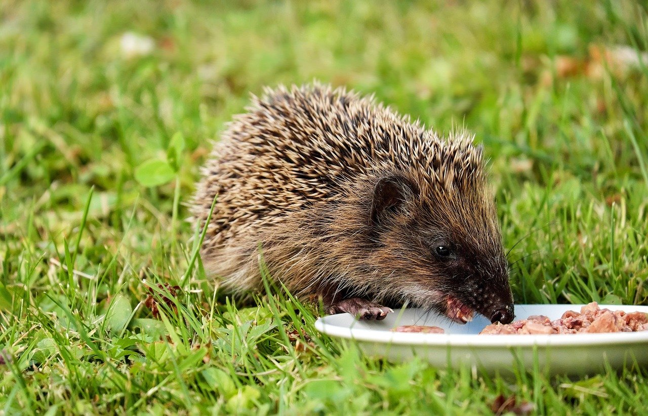 Monitoring Portion Sizes (image credits: pixabay)
