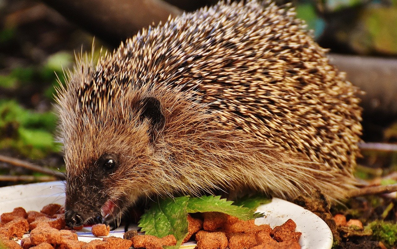 Feeding Schedules: When and How Often? (image credits: pixabay)