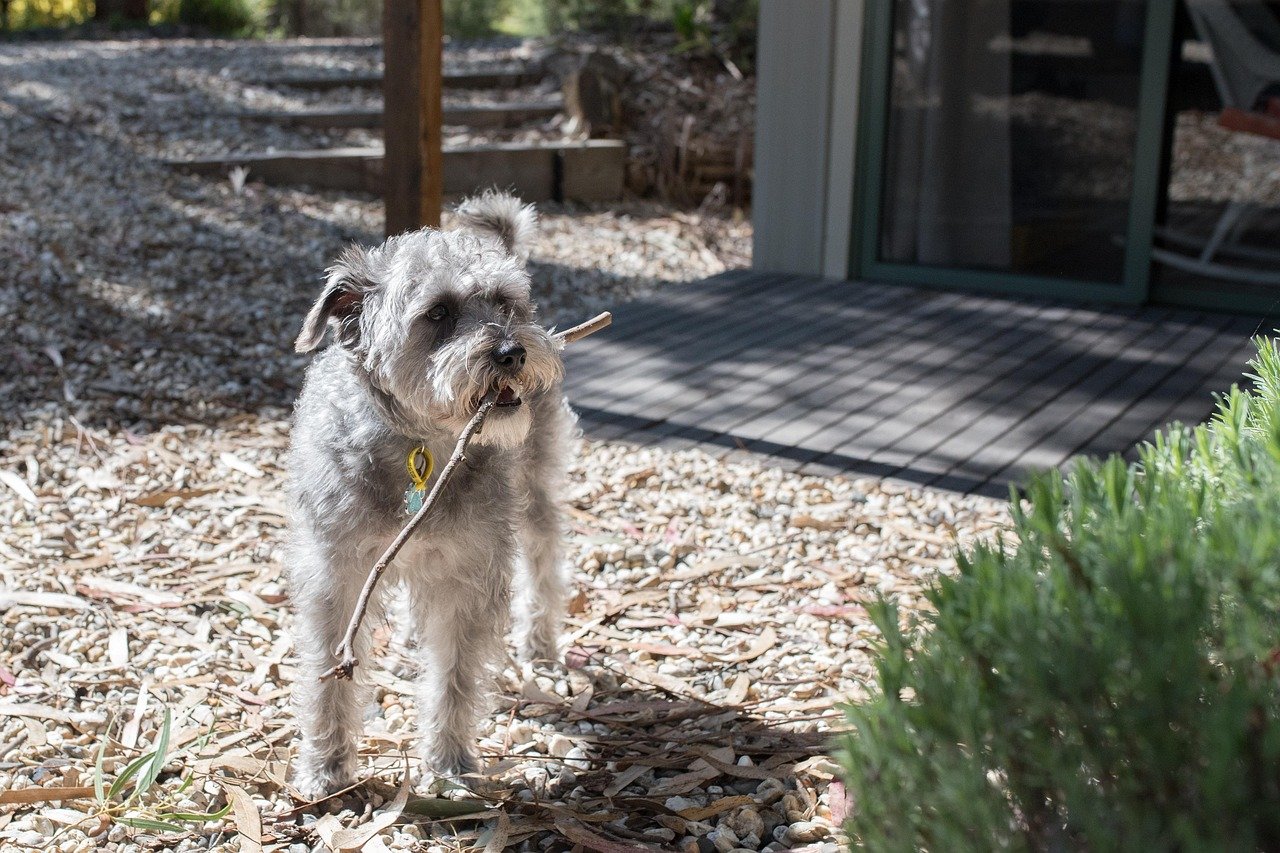 Your Dog’s Coat Is More Than Just Hair (image credits: pixabay)