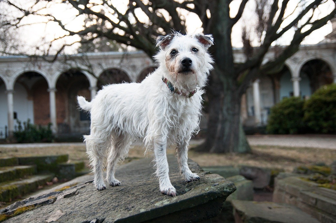 The Risk of Coat Damage and Improper Regrowth (image credits: pixabay)
