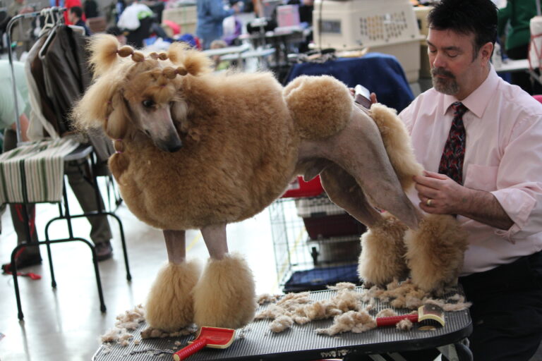 Why You Should Never Cut a Shaggy Dog's Coat Down to The Skin (Even in Summer)