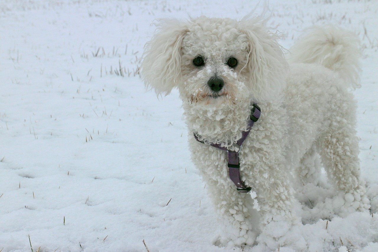 Bichon Frisé (image credits: pixabay)