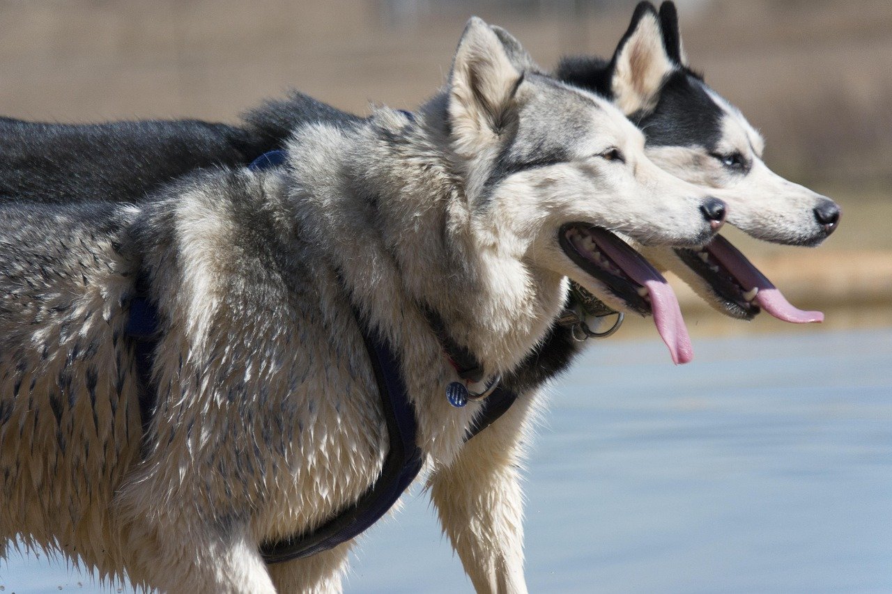 Siberian Husky (image credits: pixabay)