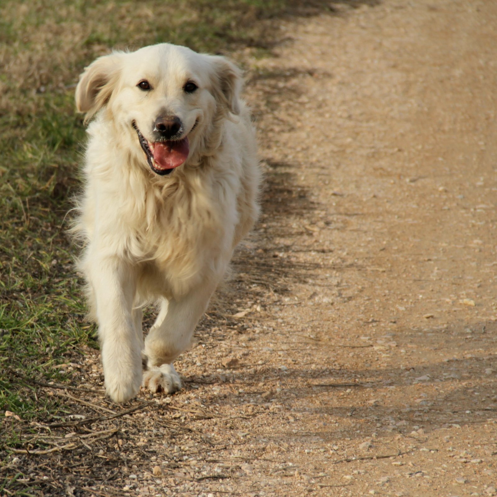 Golden Retriever (image credits: wikimedia)