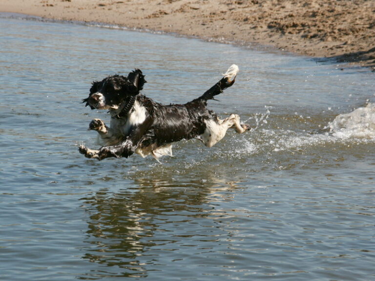 15 Best Dog Breeds To Accompany Your Daily Morning Jogs