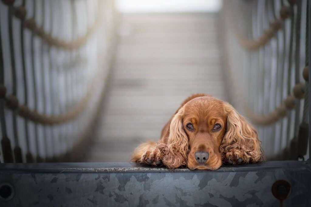 Cocker Spaniel