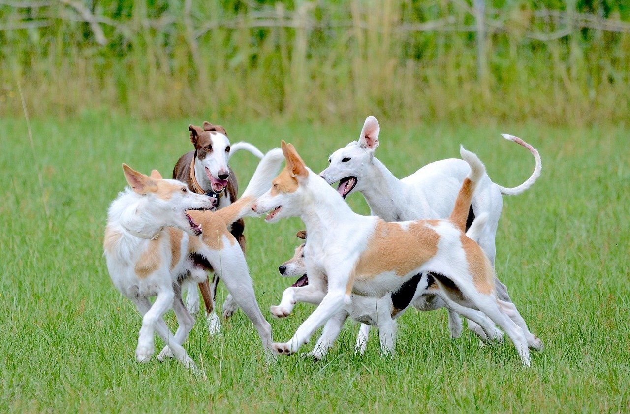 Encourage Socialization With Other Dogs (image credits: pixabay)