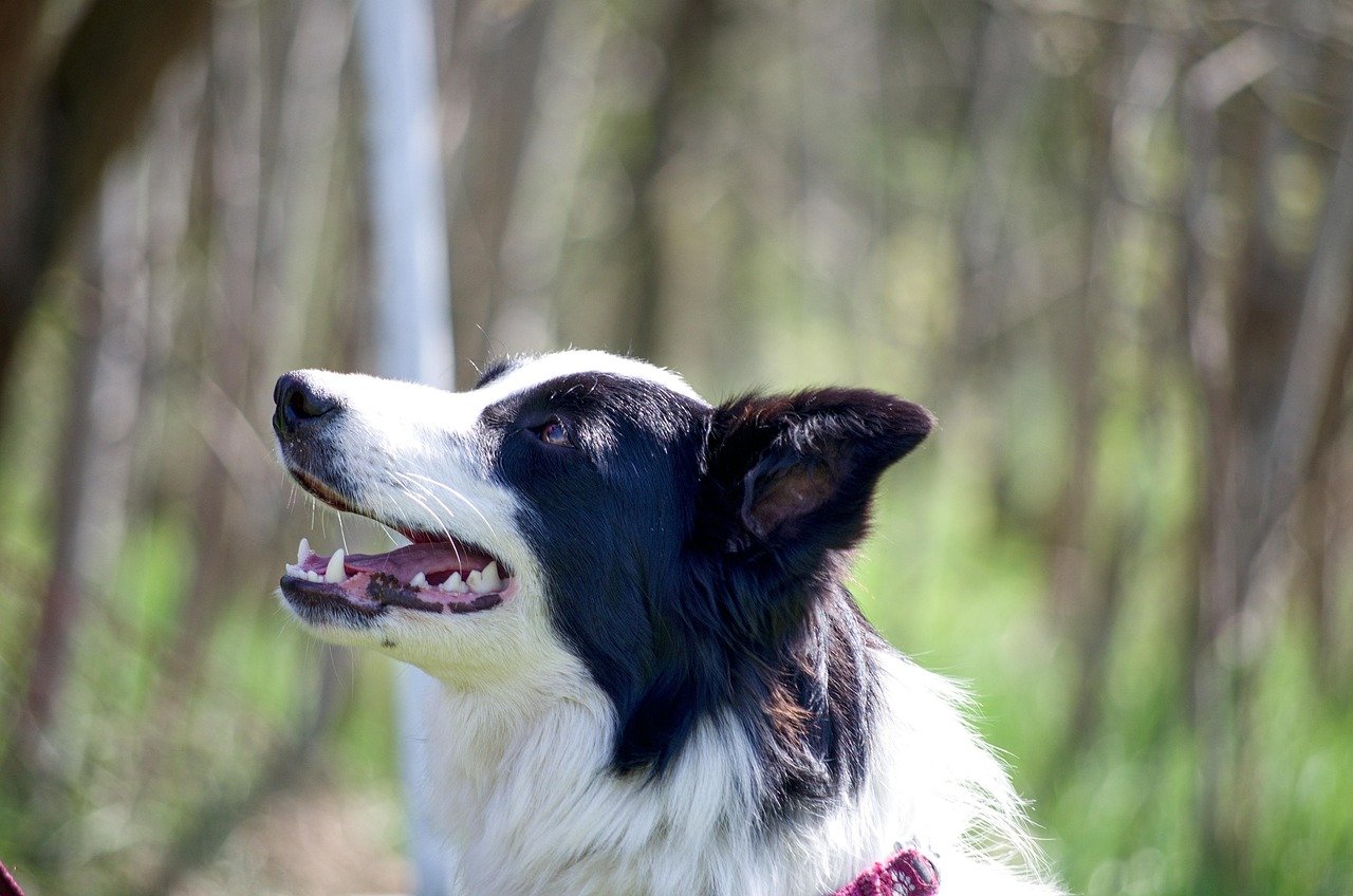 Practice Obedience Drills (image credits: pixabay)