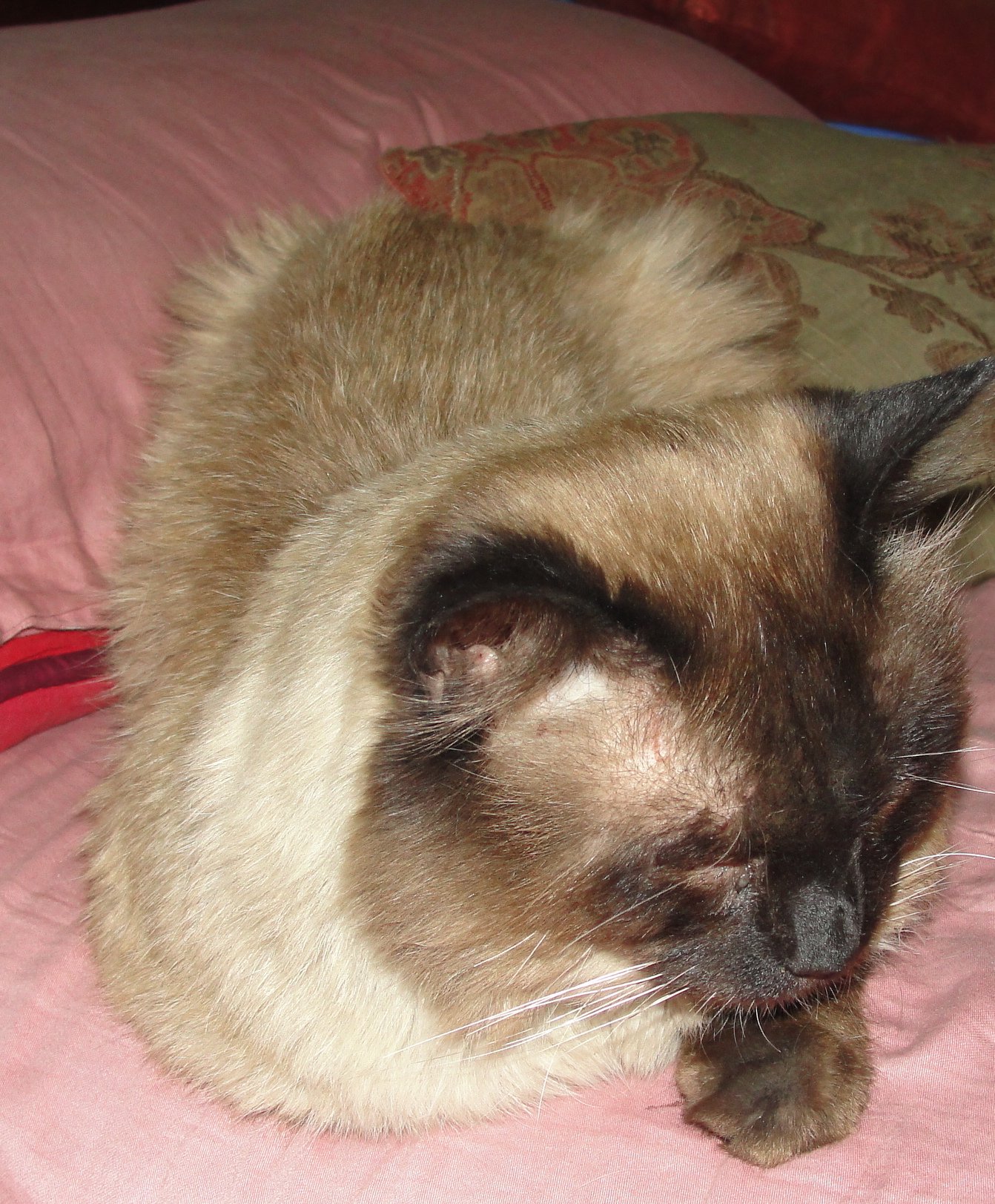 Himalayan: The High-Maintenance Cousin of Persians (image credits: wikimedia)