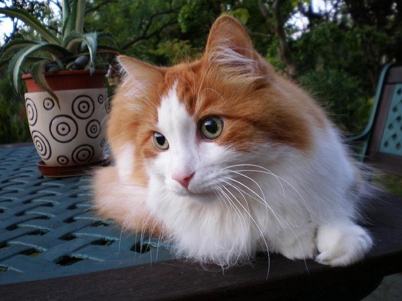 Turkish Angora: Playful and Prone to Mischief (image credits: pixabay)