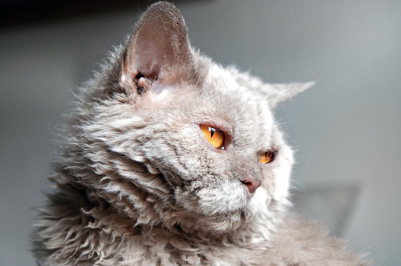 Selkirk Rex: Curly Coats, Constant Care (image credits: pixabay)